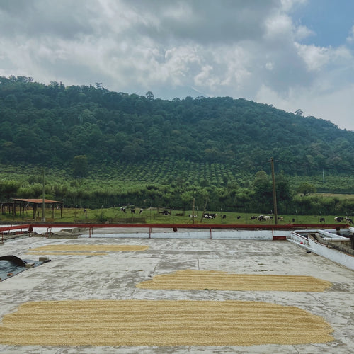 Guatemala Carmona “Bourbon”