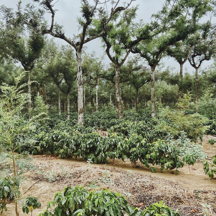 Gold Reserve: Guatemala Puerta Verde “Java”