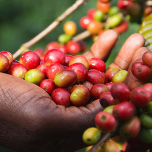 Tanzania Lukululu Peaberry