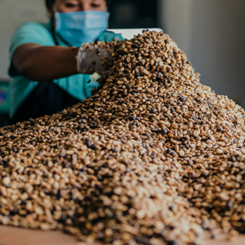 Christmas Reserve: Laos Naga