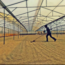 Christmas Reserve: Laos Naga