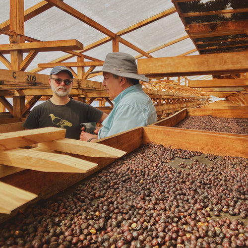 Guatemala Zelaya Espresso