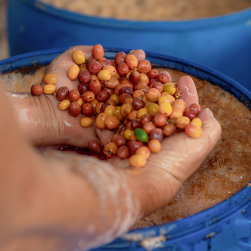 Colombia San Agustin “Mosto”