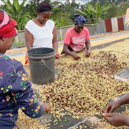 Kenya Spikes Estate