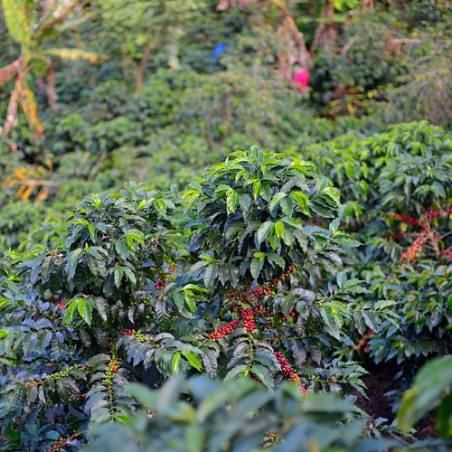 Peru Perfiles