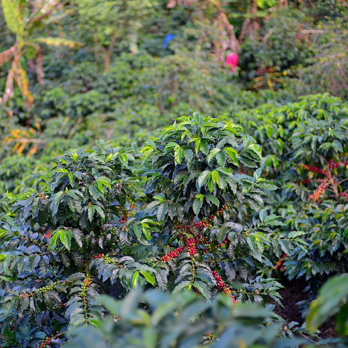Peru Perfiles