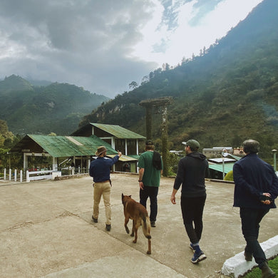 Guatemala El Injerto “Nativo”