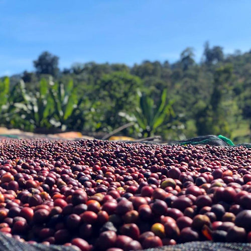 Burundi Businde Natural