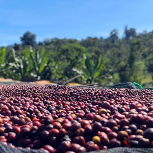 Burundi Businde Natural