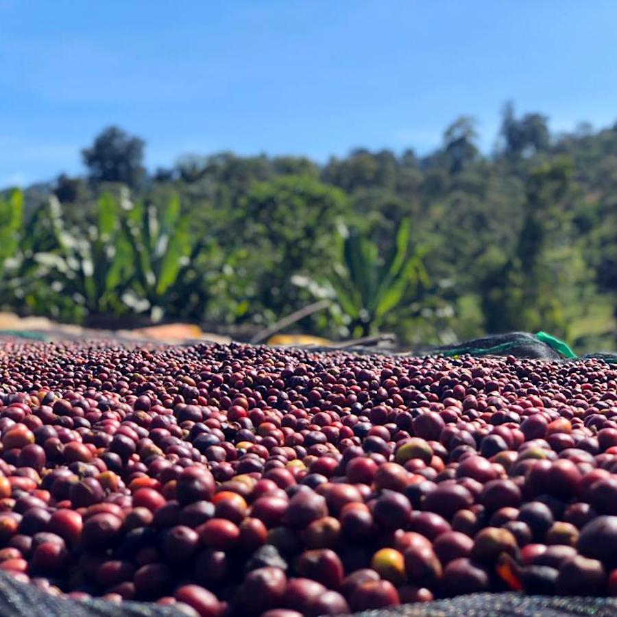 Burundi Businde Natural