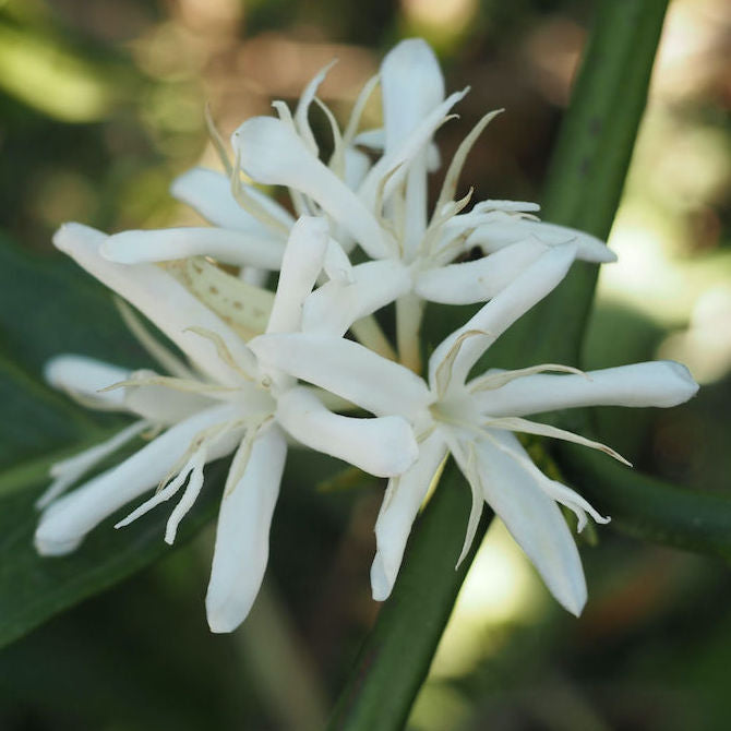 Ethiopia Tero